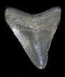 Serrated Megalodon Tooth - Georgia #32672-1